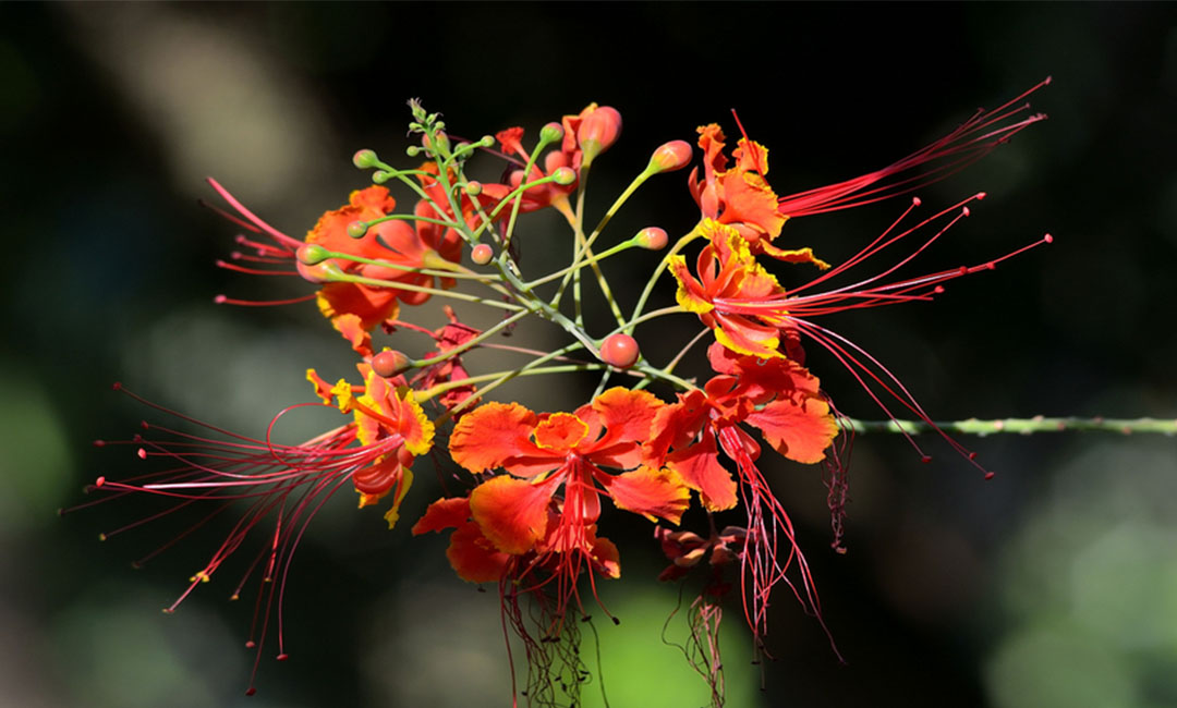 许昌花帮主百科词条创建案例